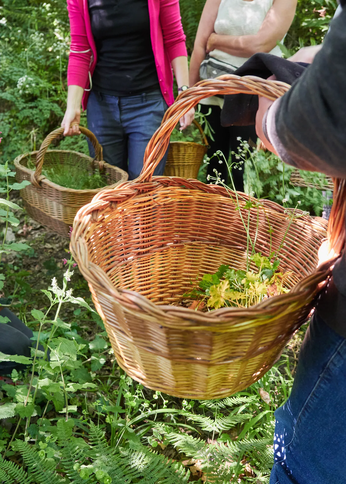 Wildkräuter sammeln